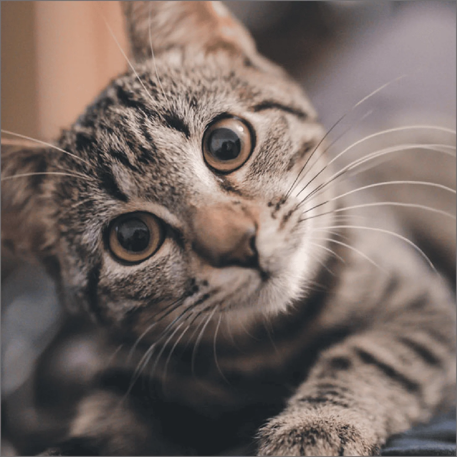 Clínica Veterinaria - Gato