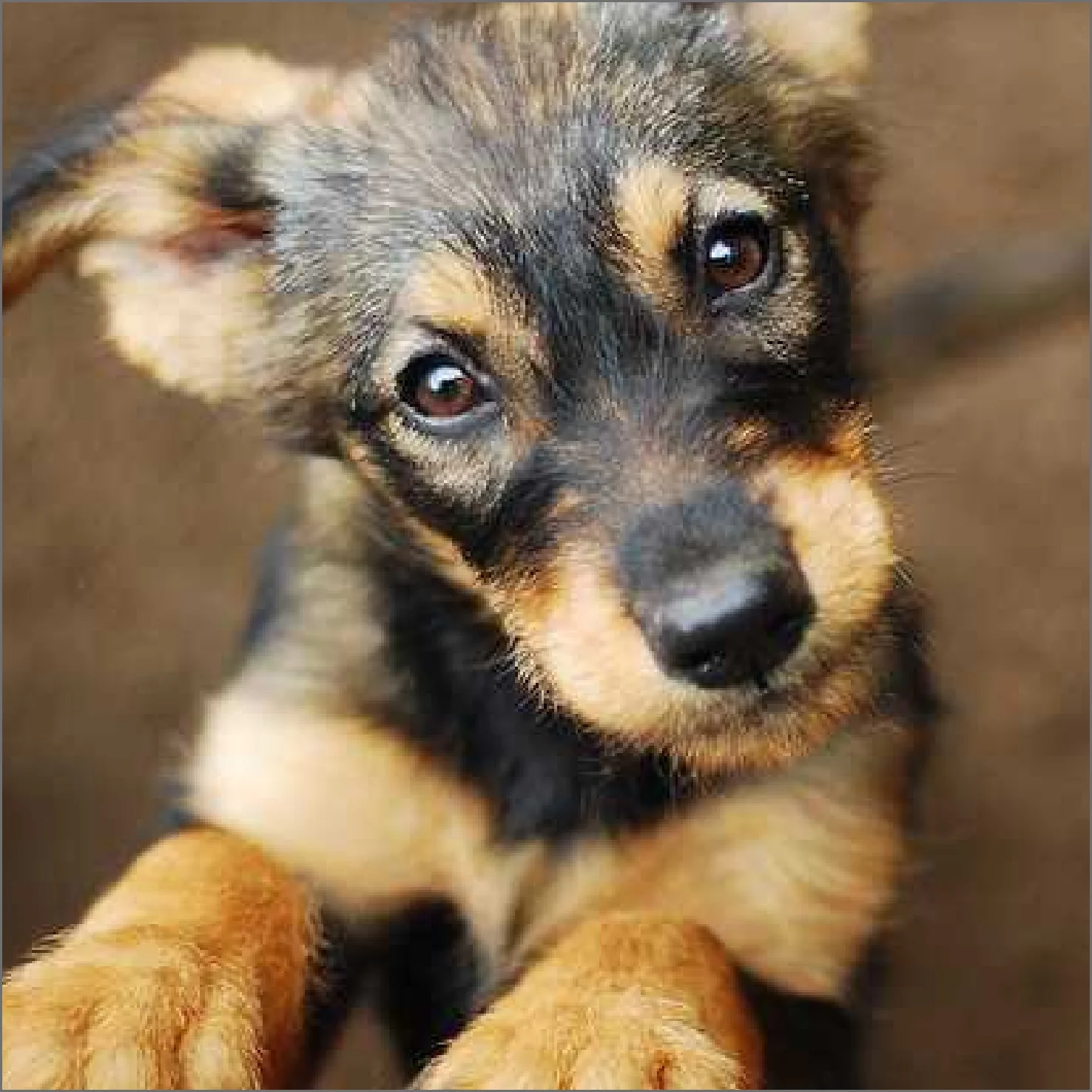 Clínica Veterinaria - Perro