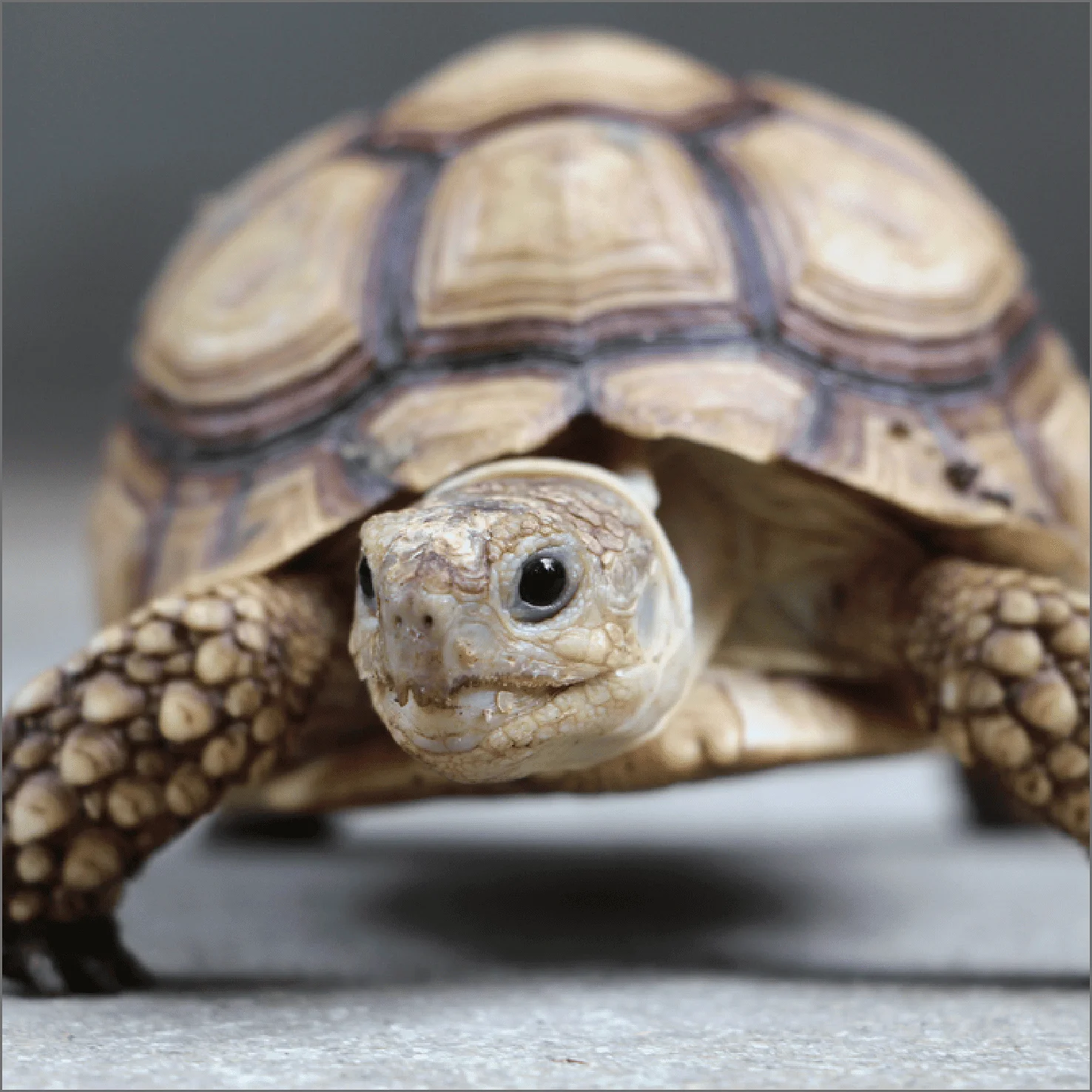 Clínica Veterinaria - Tortuga