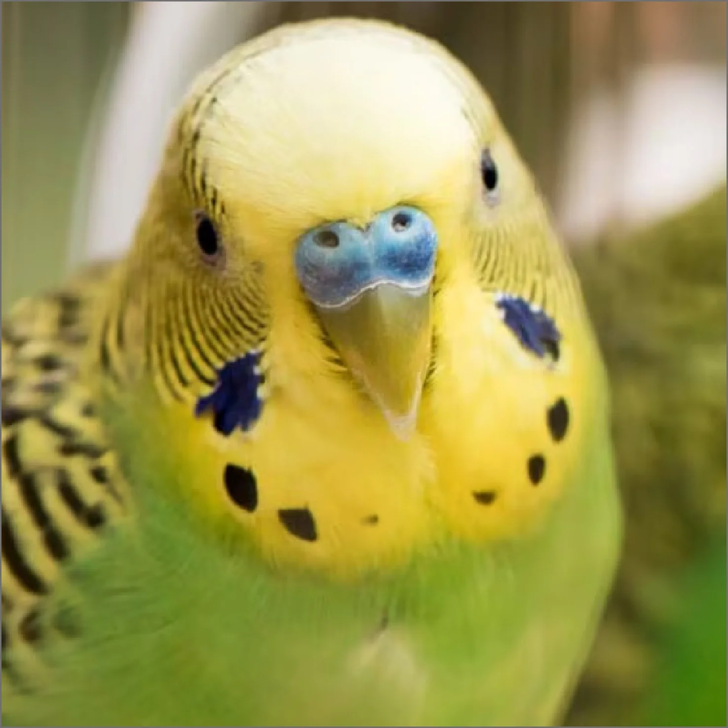 Clínica Veterinaria - Aves