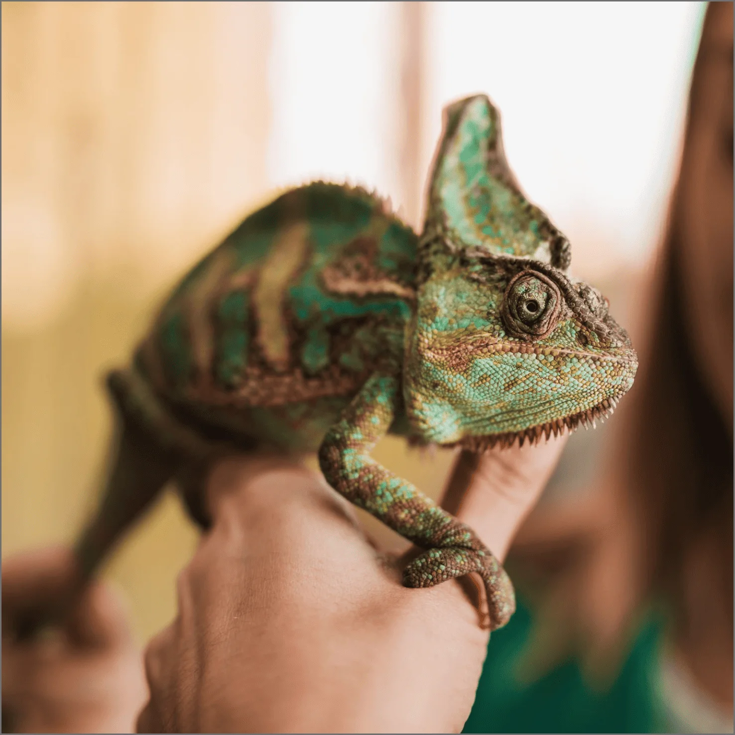 Clínica Veterinaria - Camaleón