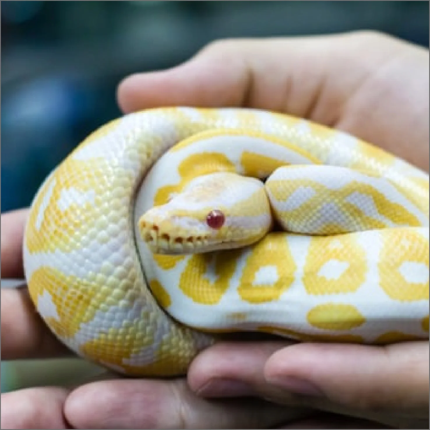 Clínica Veterinaria - Serpiente