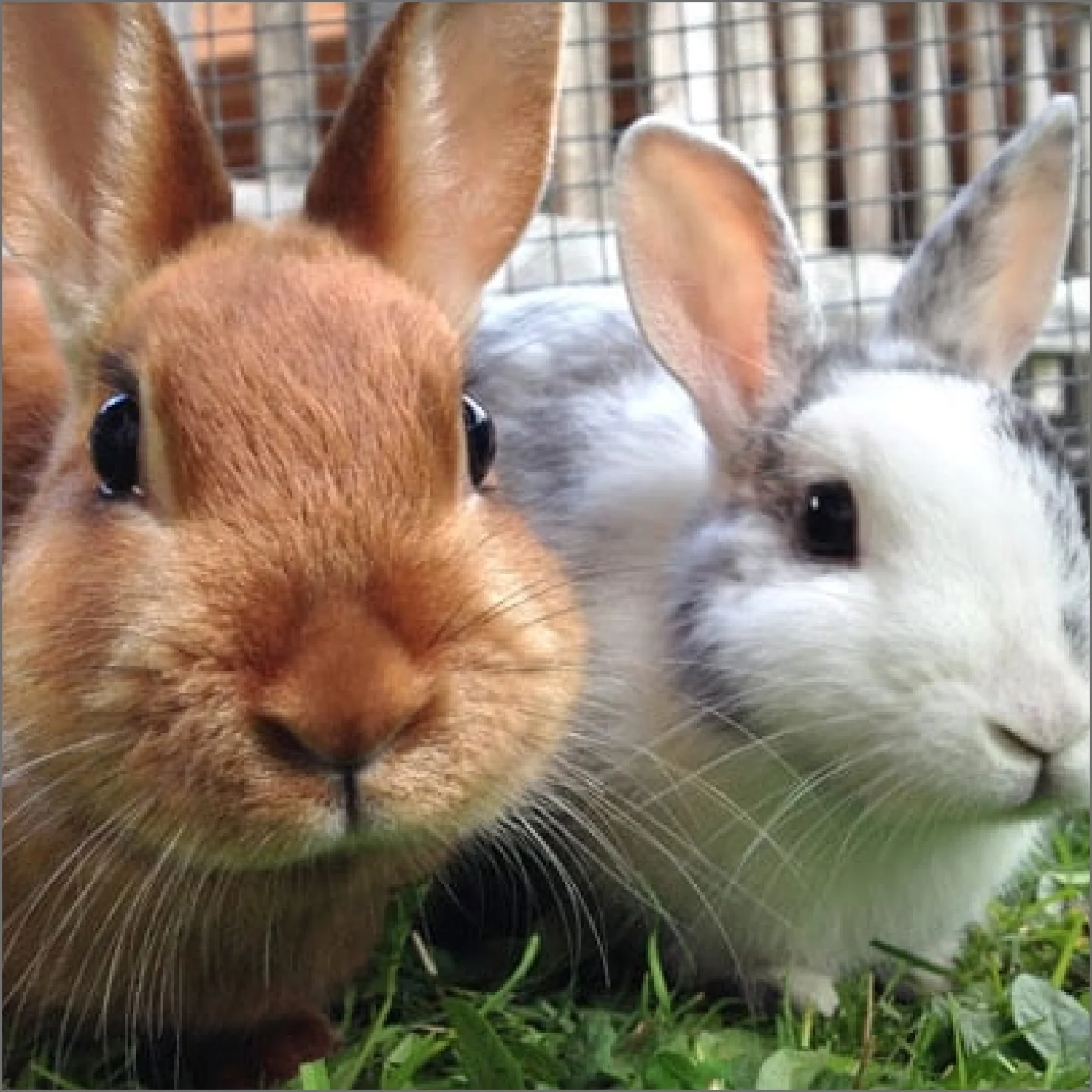 Clínica Veterinaria - Conejo