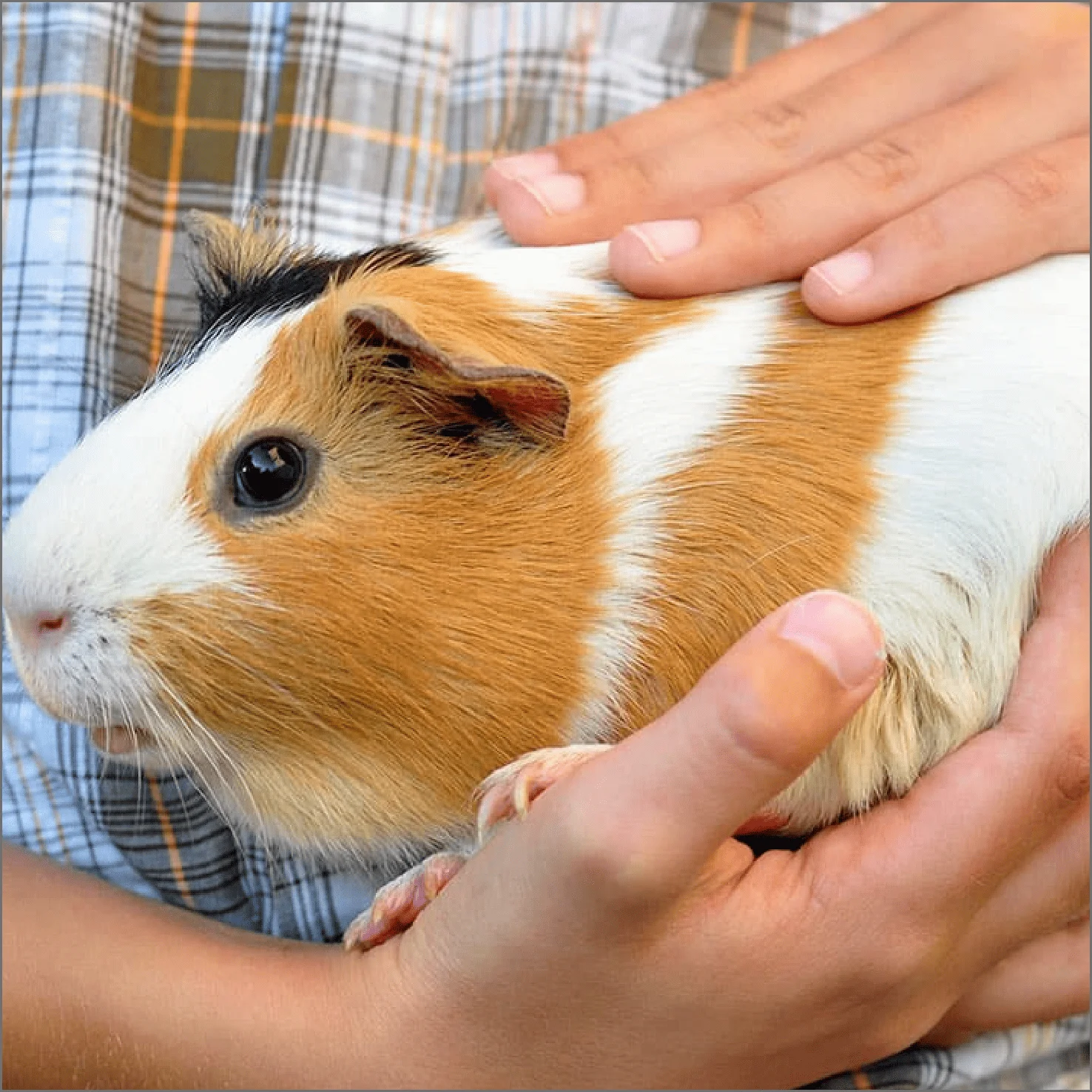 Clínica Veterinaria - Guinea Pigs
