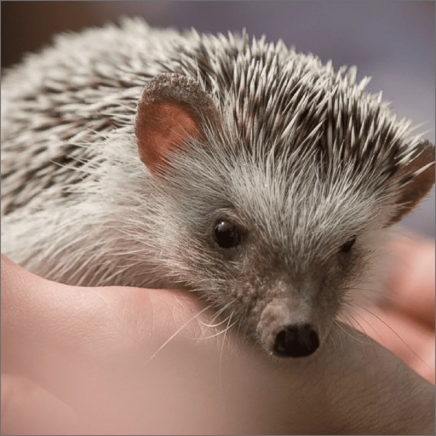 Clínica Veterinaria - Hedgehogs