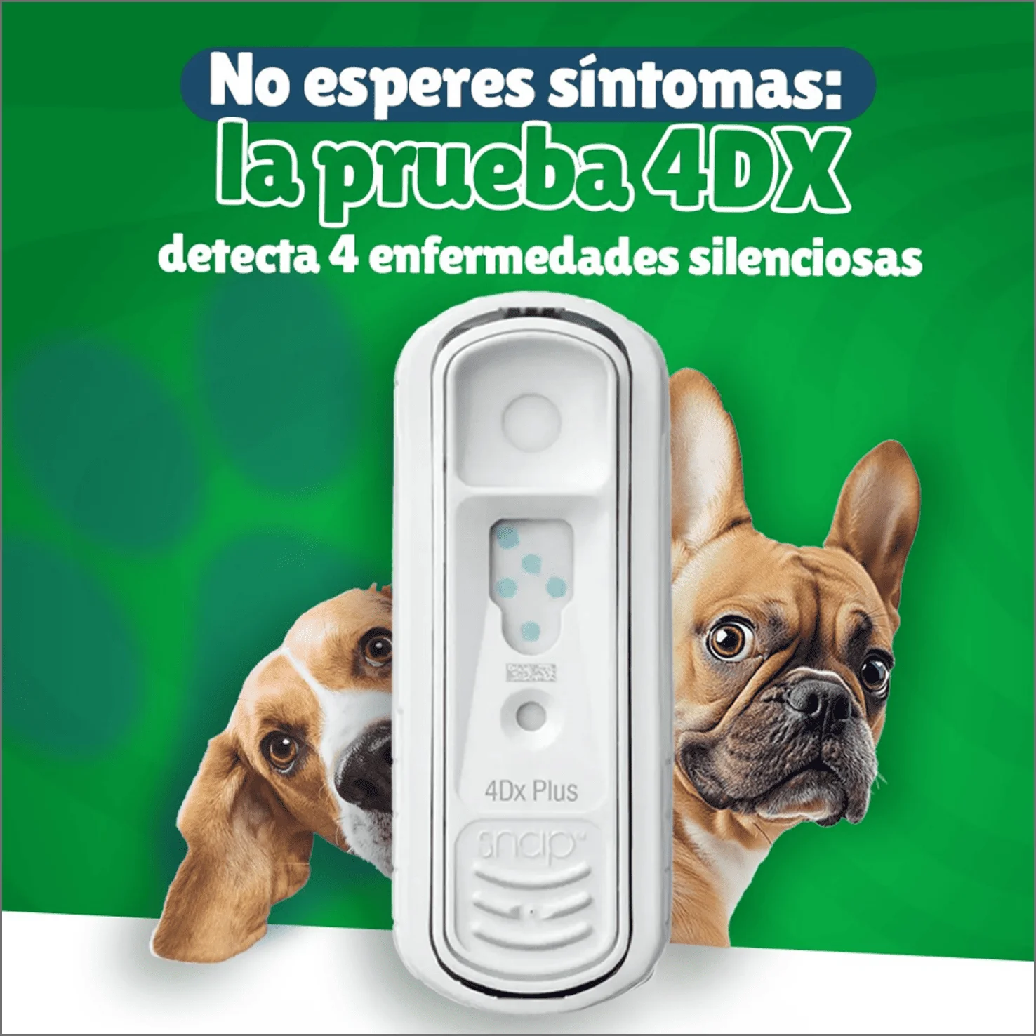 Clínica Veterinaria La Muda - Consejos