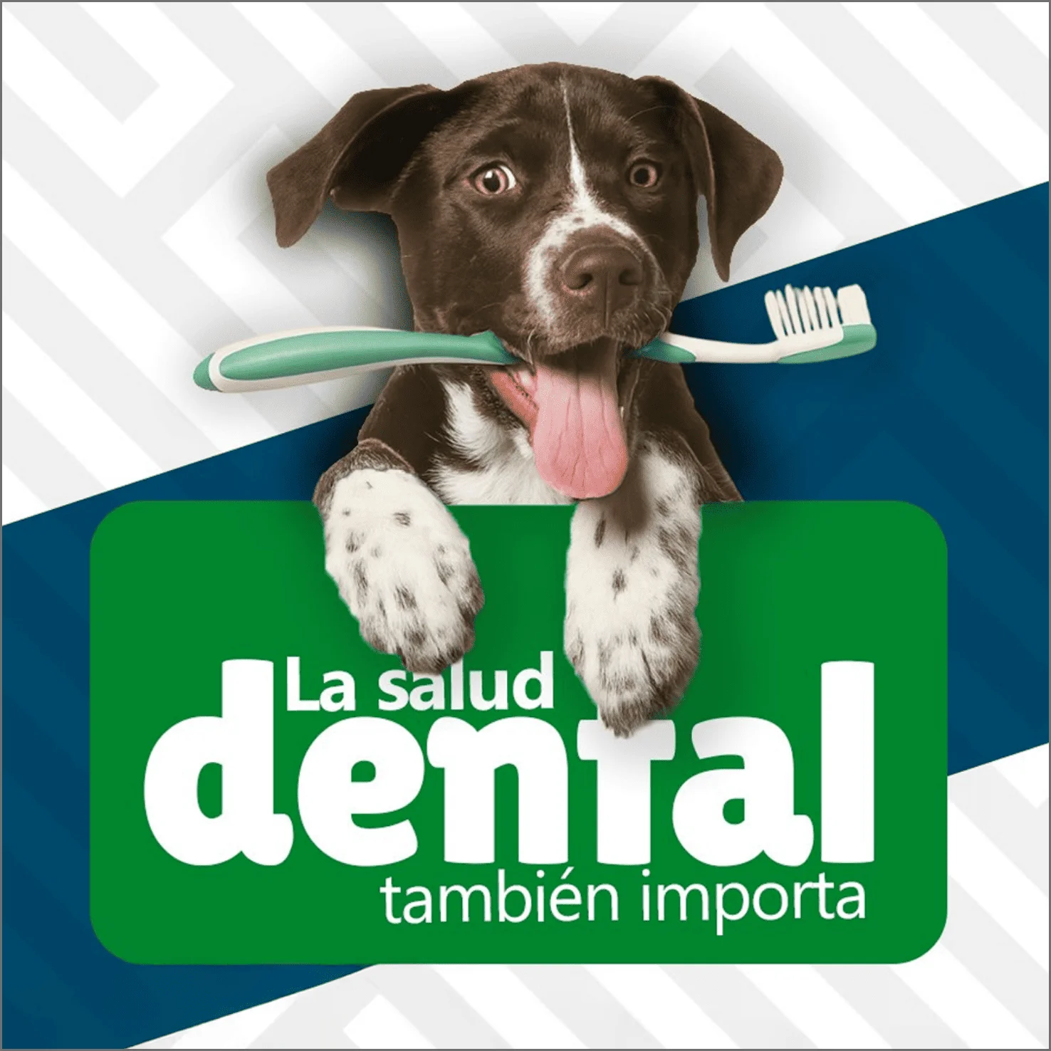 Clínica Veterinaria La Muda - Consejos