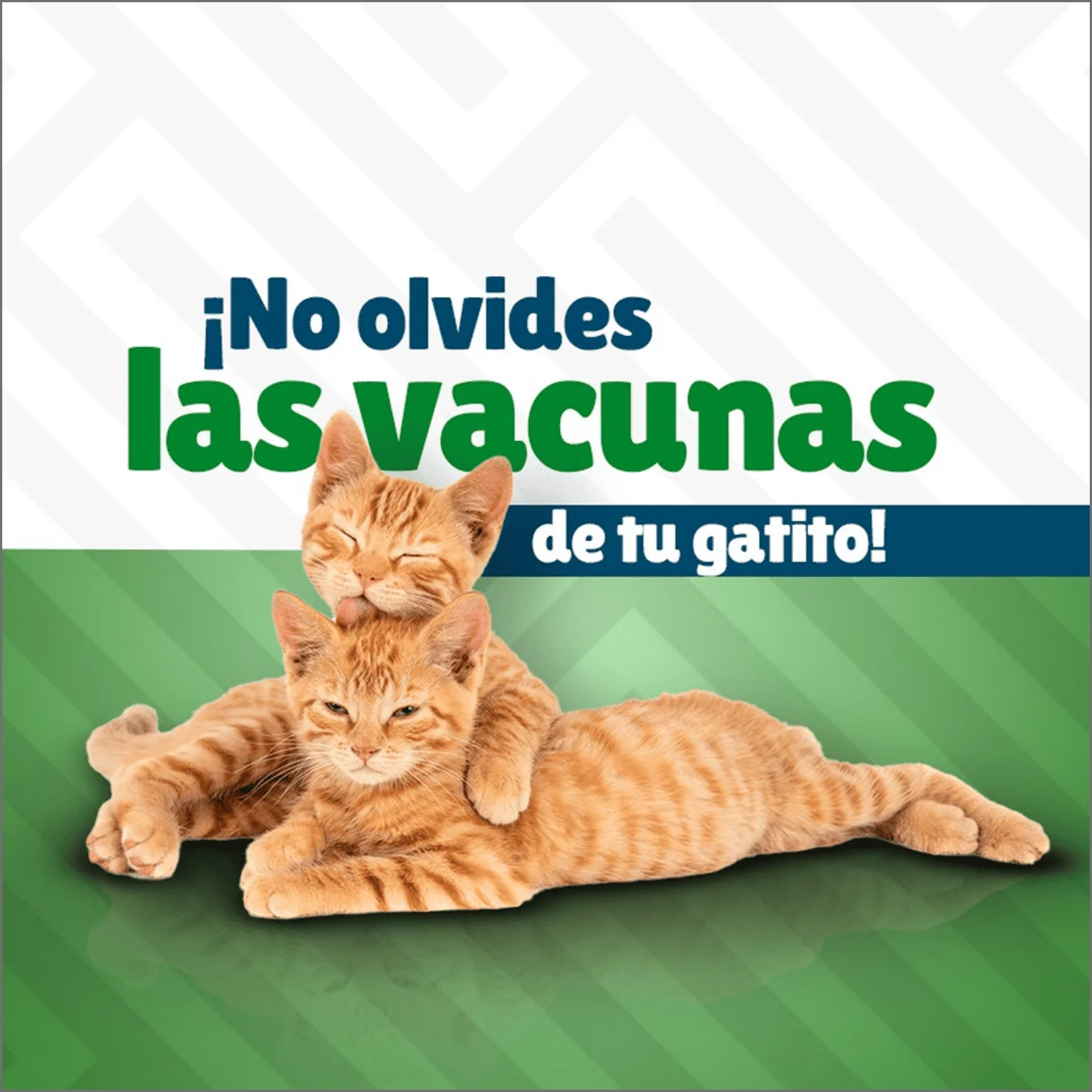 Clínica Veterinaria La Muda - Consejos