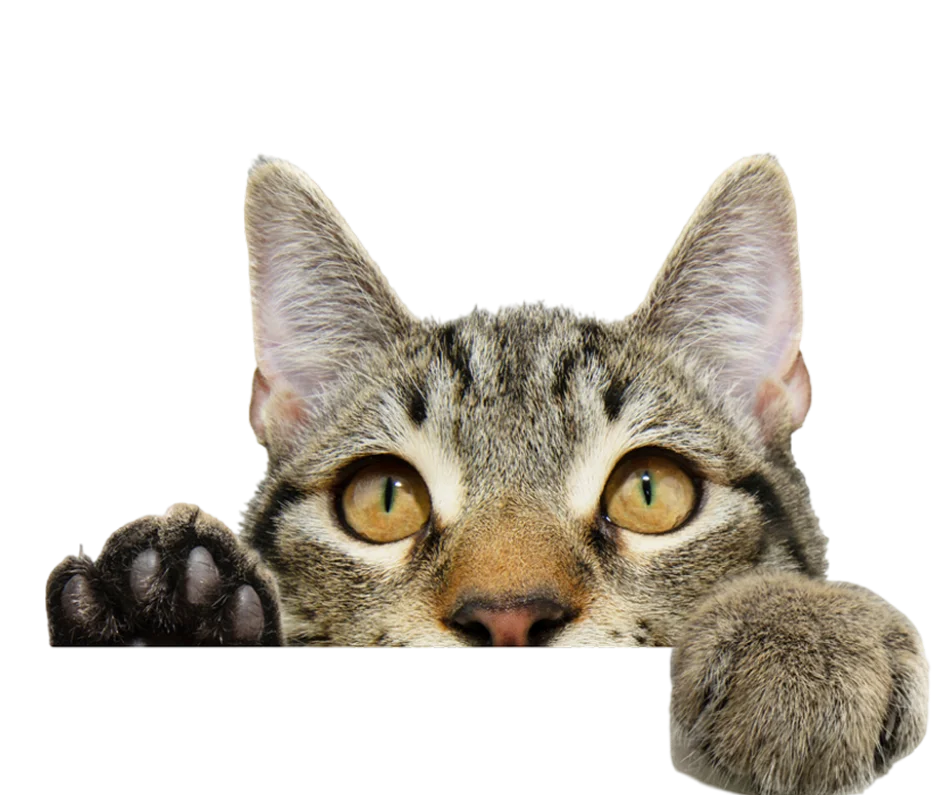 Clínica Veterinaria La Muda - Gato