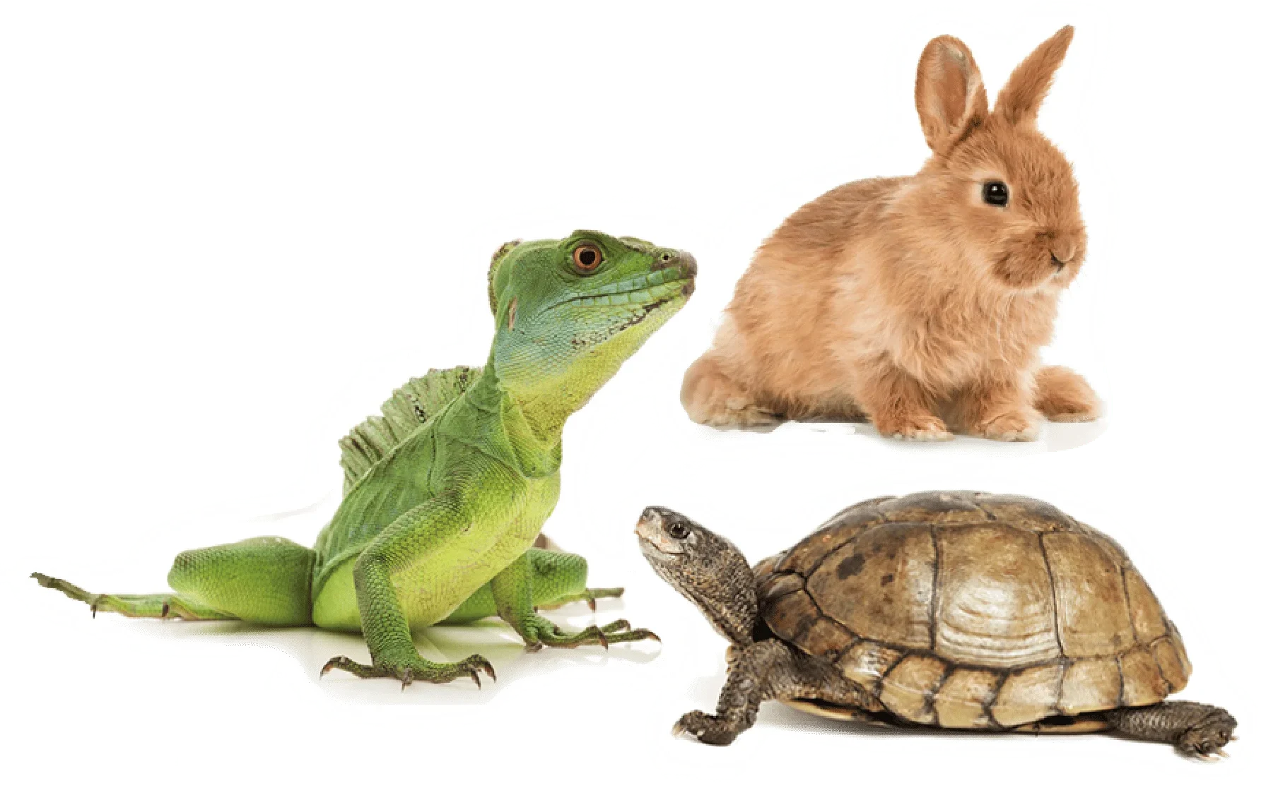 Clínica Veterinaria - Mascotas