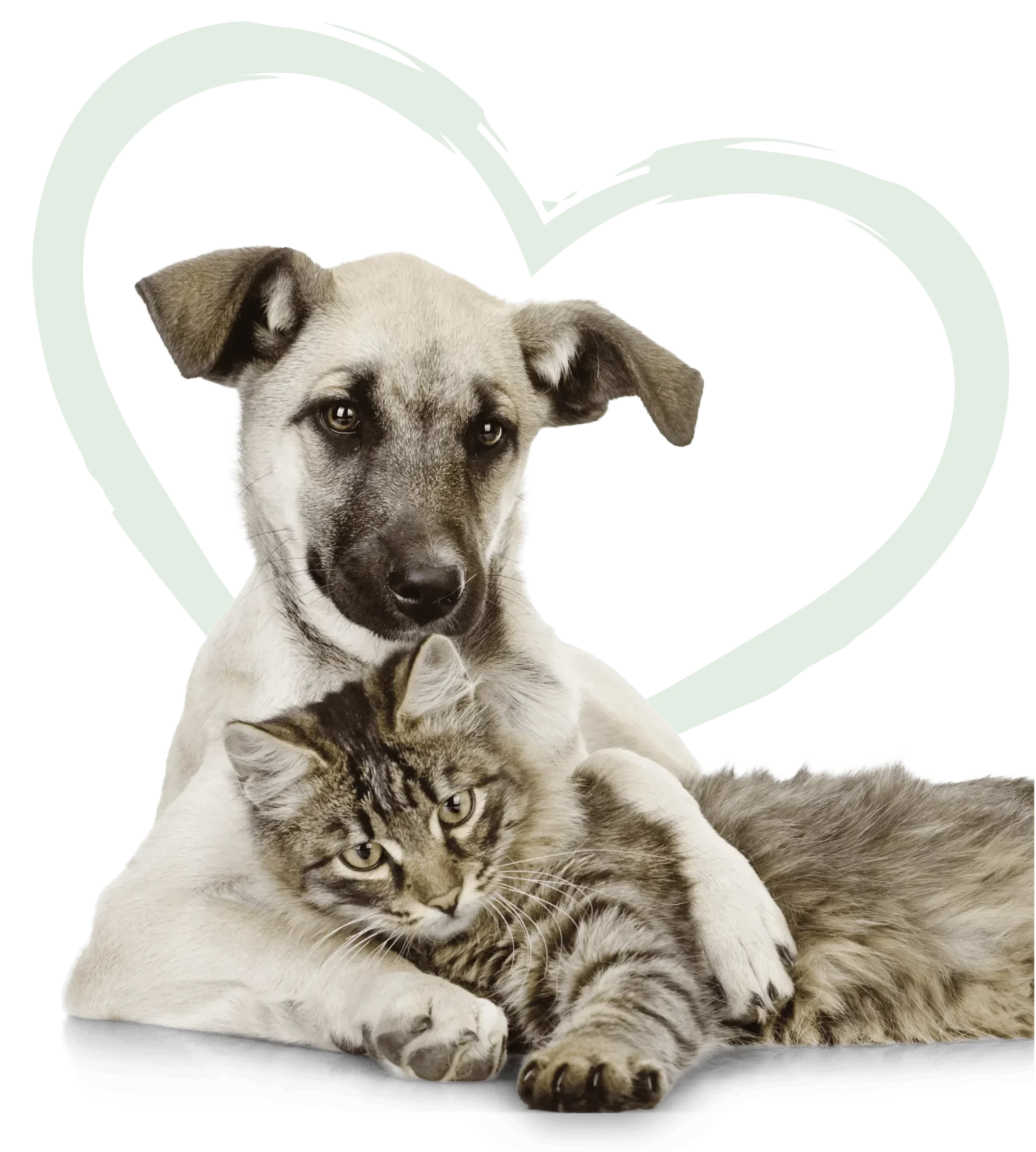 Clínica Veterinaria – Mascotas Clínica Veterinaria - Mascotas