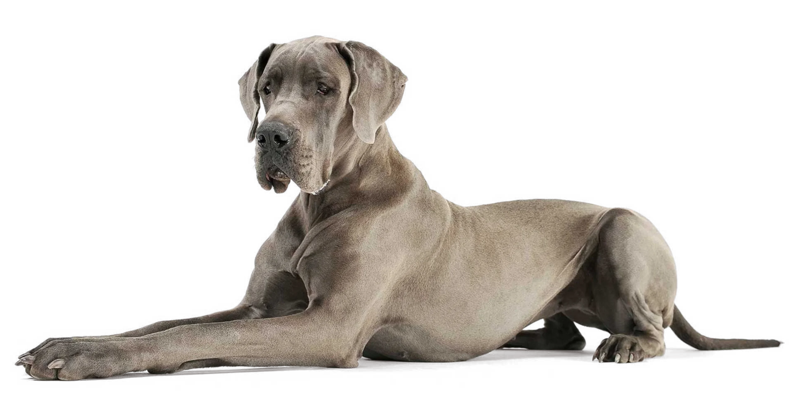 Clínica Veterinaria - Perro