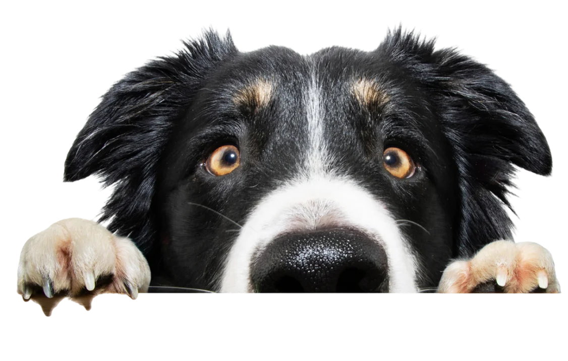 Clínica Veterinaria La Muda - Perro