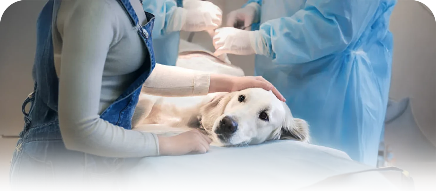 Clínica Veterinaria La Muda – Cirugía Clínica Veterinaria La Muda - Cirugía